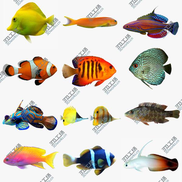images/goods_img/20210312/Aquarium Fish Collection/1.jpg
